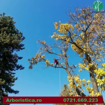 Alpinisti utilitari toaletare copaci cosmetizare ingrijire arbori pomi